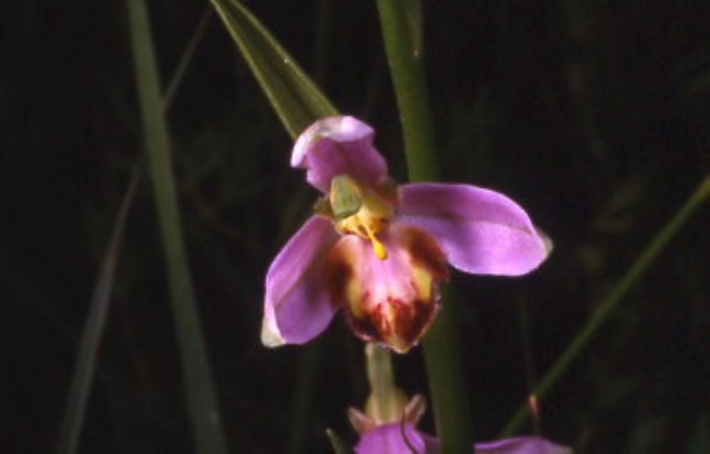 ophrys di cervia